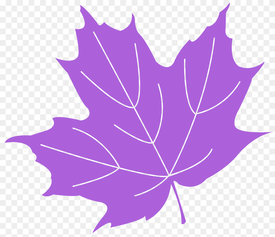 Maple Leaf Silhouette, Maple Leaf, Plant, Tree, Person Png