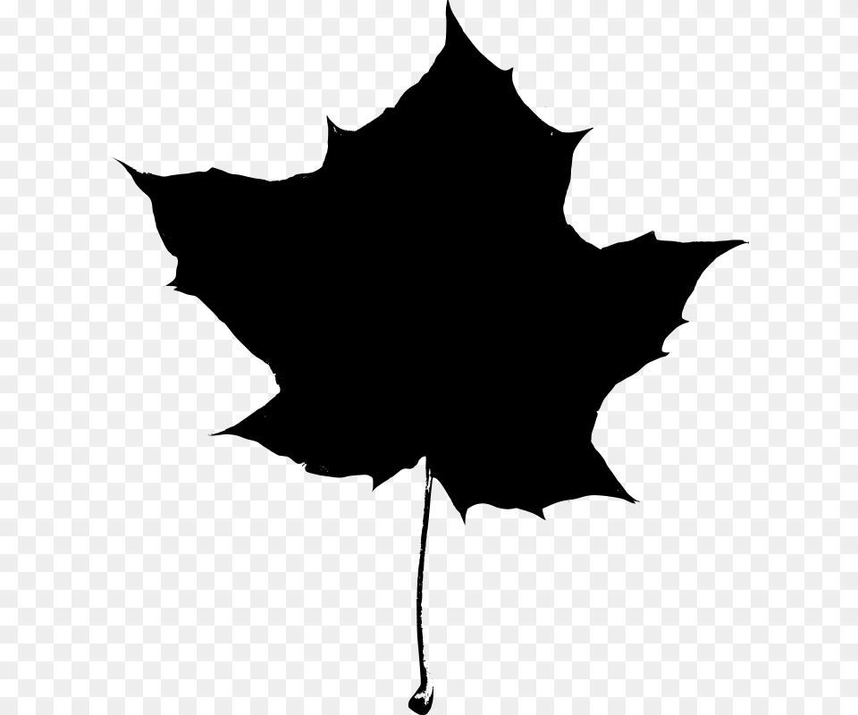 Maple Leaf Silhouette, Gray Free Png