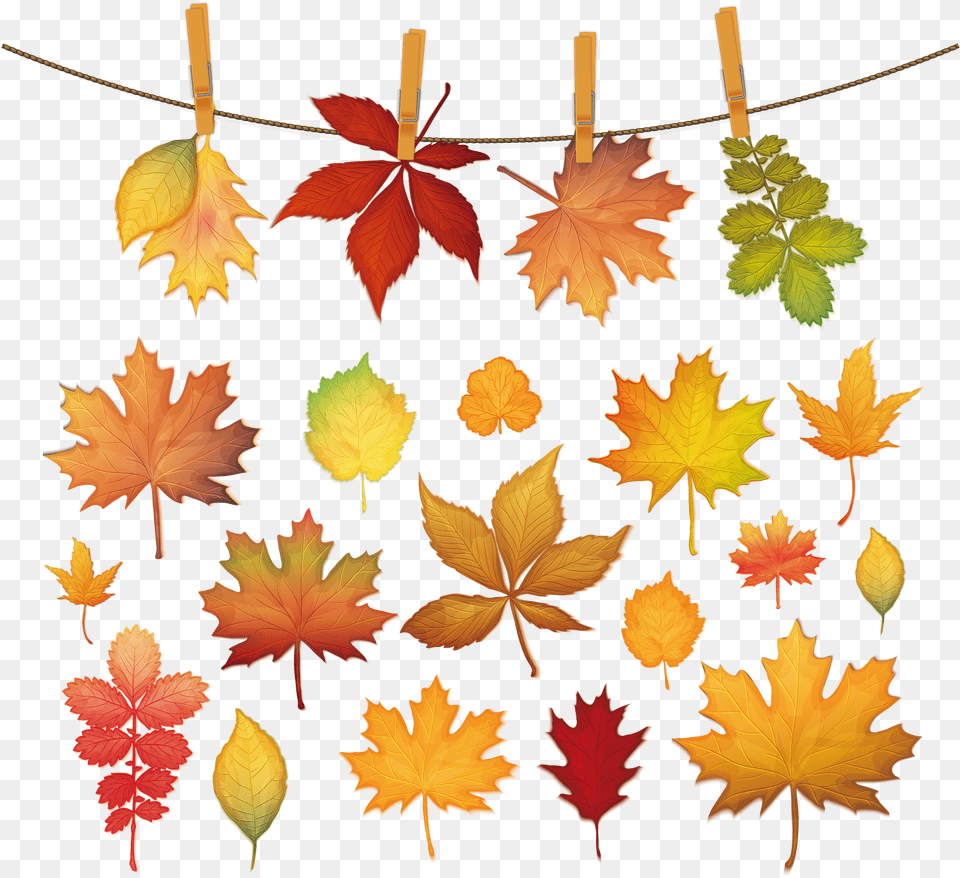 Maple Leaf Silhouette Autumn Clip And Red Leaves Picture Leaf, Plant, Tree, Maple Leaf Free Png Download