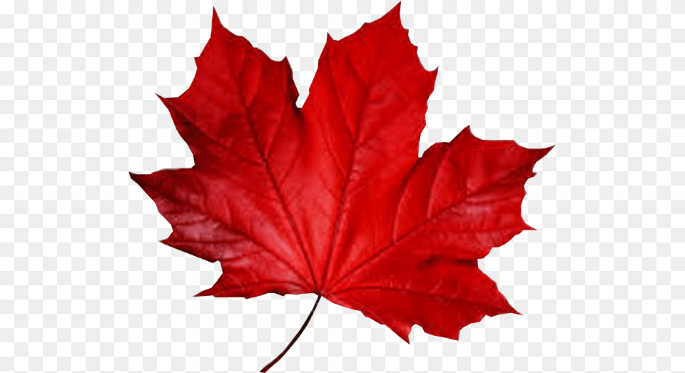 Maple Leaf Smule Autumn Fall Red Leaf, Plant, Tree, Maple Leaf, Person Free Png
