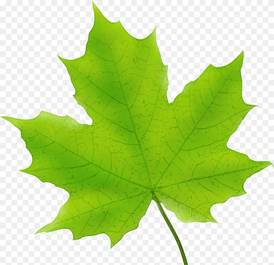 Maple Leaf Stock Green Maple Leaf Clipart Free Png