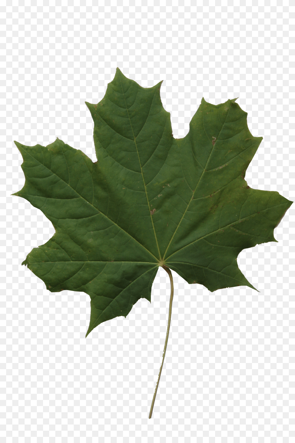 Maple Leaf Texture Cut Out People Trees And Leaves, Plant, Tree, Maple Leaf Free Transparent Png