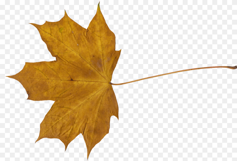 Maple Leaf Transparent Dry Leaf, Plant, Tree, Maple Leaf Free Png Download