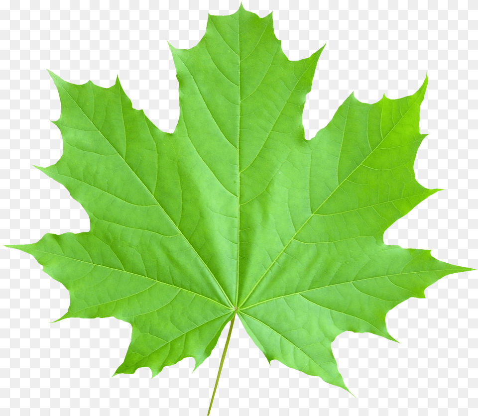 Maple Leaf Transparent Green Autumn Leaves, Plant, Tree, Maple Leaf Png Image