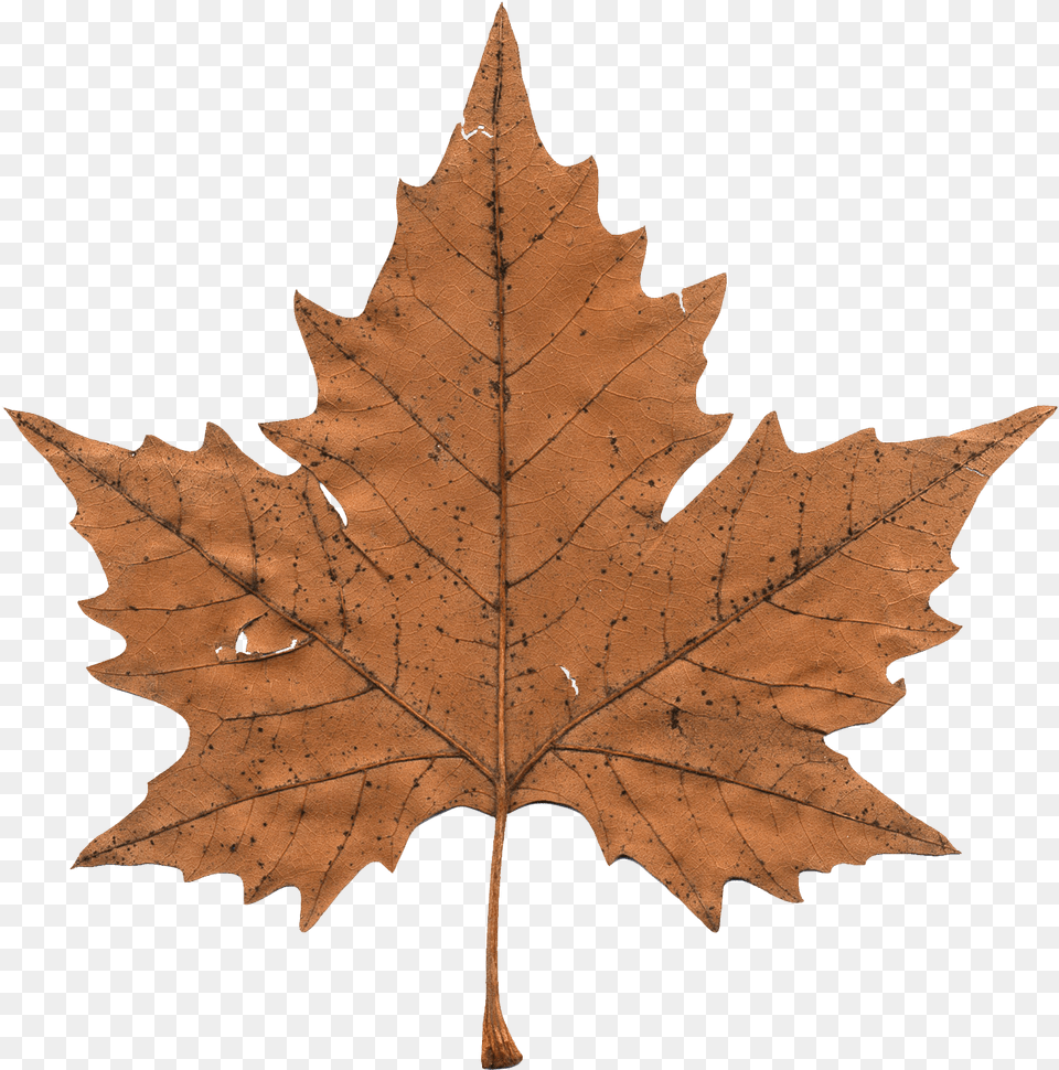 Maple Leaf Transparent Maple Leaf, Plant, Tree, Maple Leaf, Person Png Image