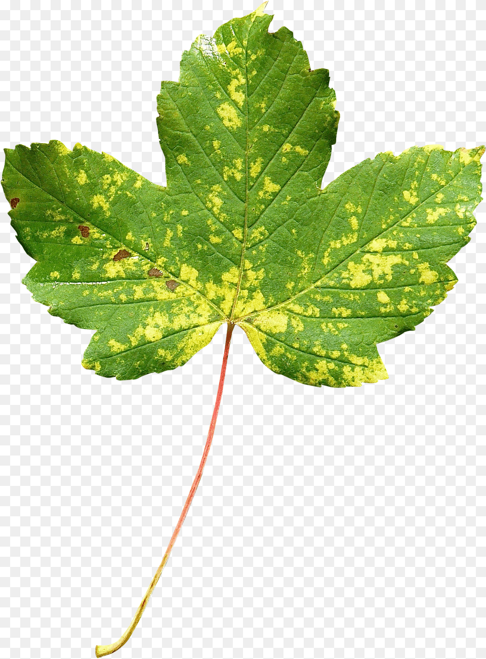 Maple Leaf Transparent Image Transparent Leaf, Plant, Tree Free Png Download