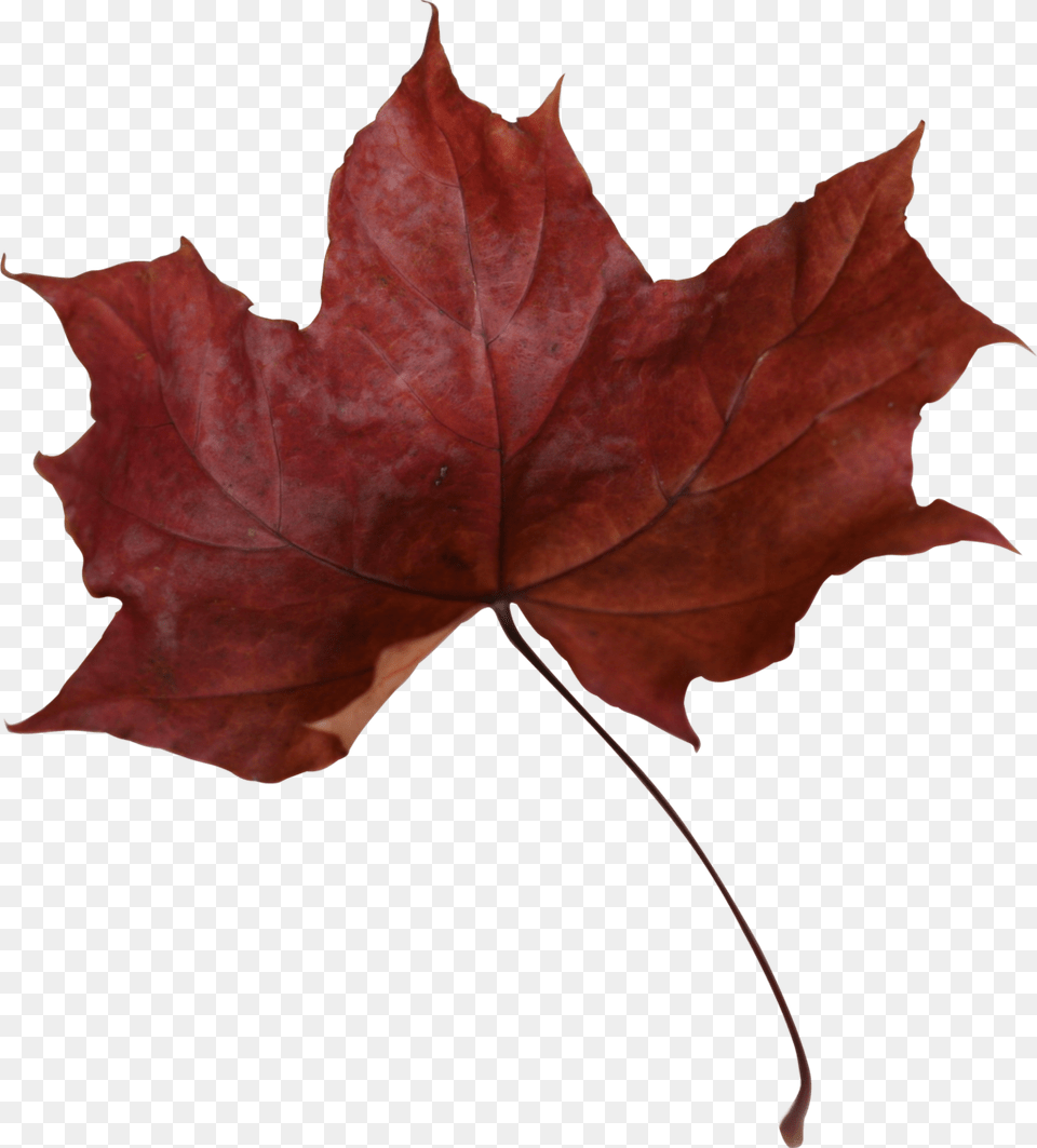 Maple Leaf Transparent Picture, Plant, Tree, Maple Leaf Free Png Download