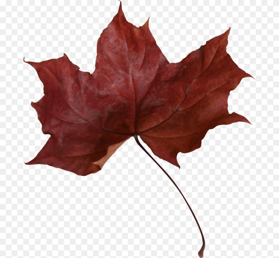 Maple Leaf Picture Dead Red Maple Leaf, Plant, Tree, Maple Leaf Free Transparent Png