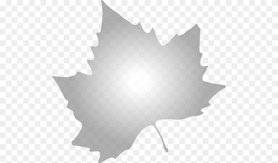 Maple Leaf White, Plant, Flare, Light, Sunlight Png