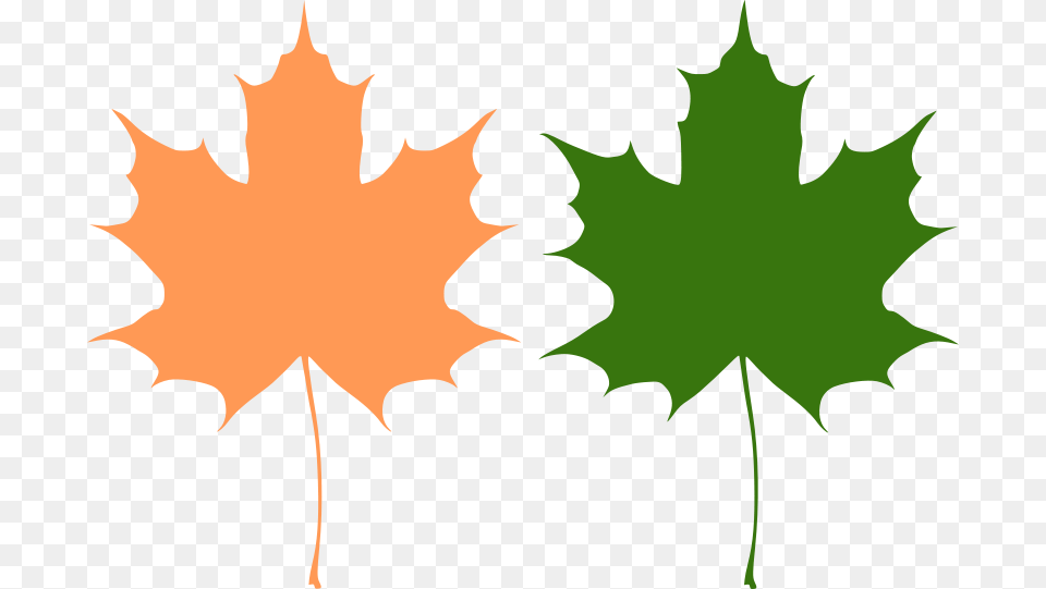Maple Leaves, Leaf, Maple Leaf, Plant, Tree Free Transparent Png
