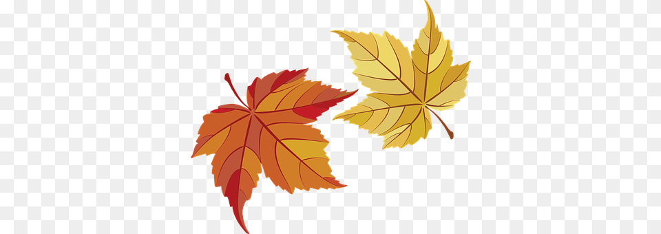 Maple Leaves Leaf, Plant, Tree, Maple Leaf Free Png Download