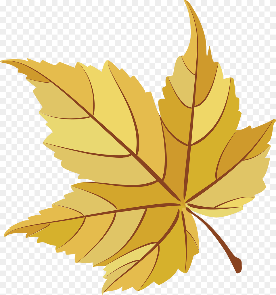 Maple Leaves Clipart, Leaf, Plant, Tree, Maple Leaf Png