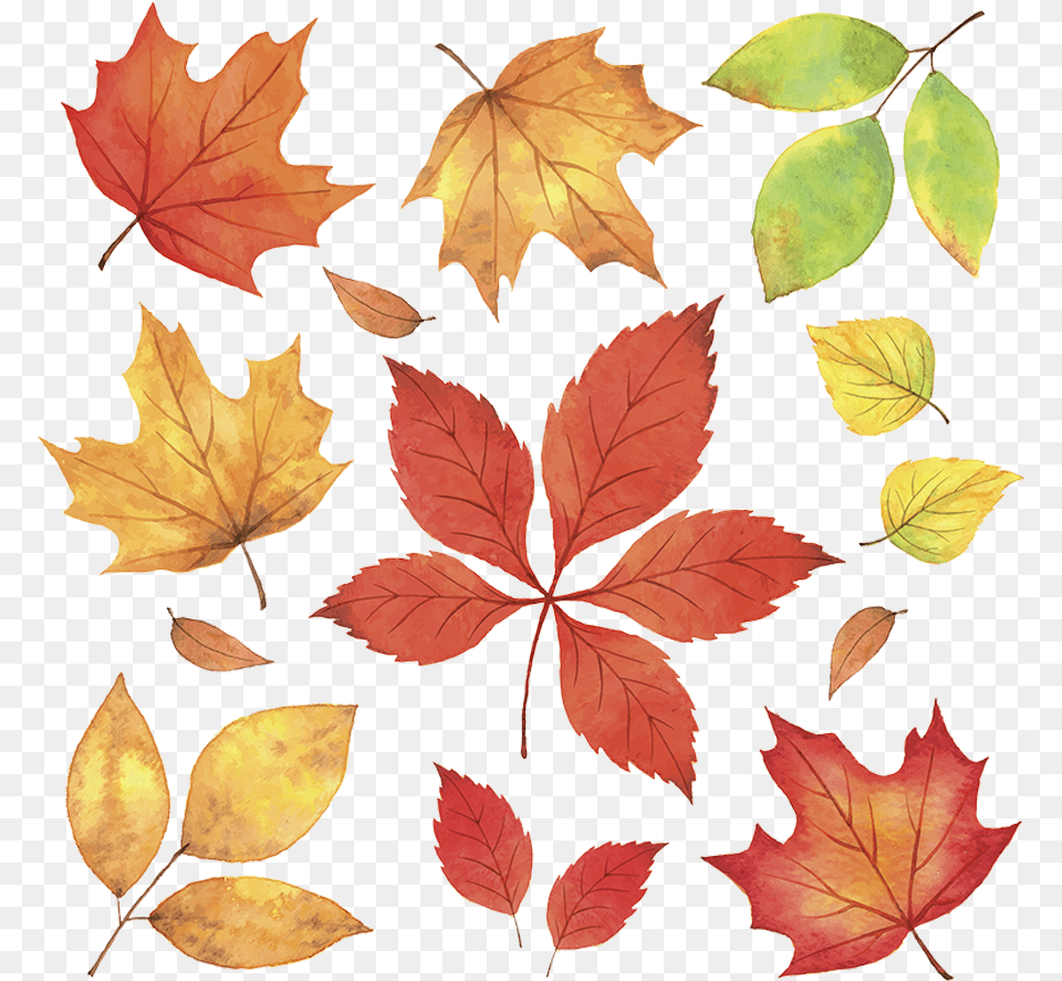Maple Leaves Fall Download Autumn Leaves Illustration, Leaf, Plant, Tree, Maple Leaf Png