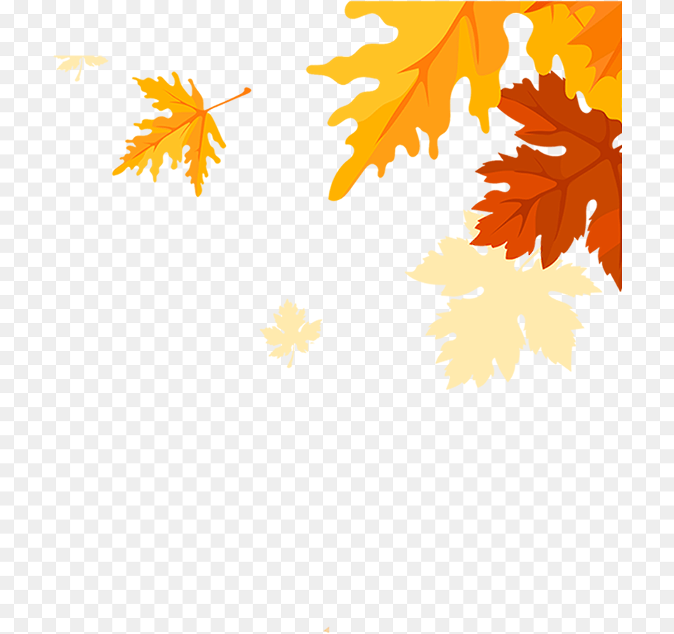 Maple Leaves Falling Download Transparent Fall Leaves Falling, Leaf, Plant, Tree, Maple Leaf Png
