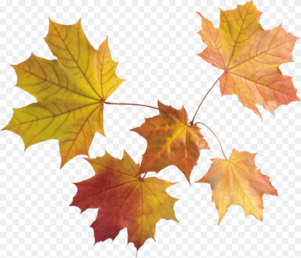 Maple Leaves Group, Leaf, Plant, Tree, Maple Leaf Free Png