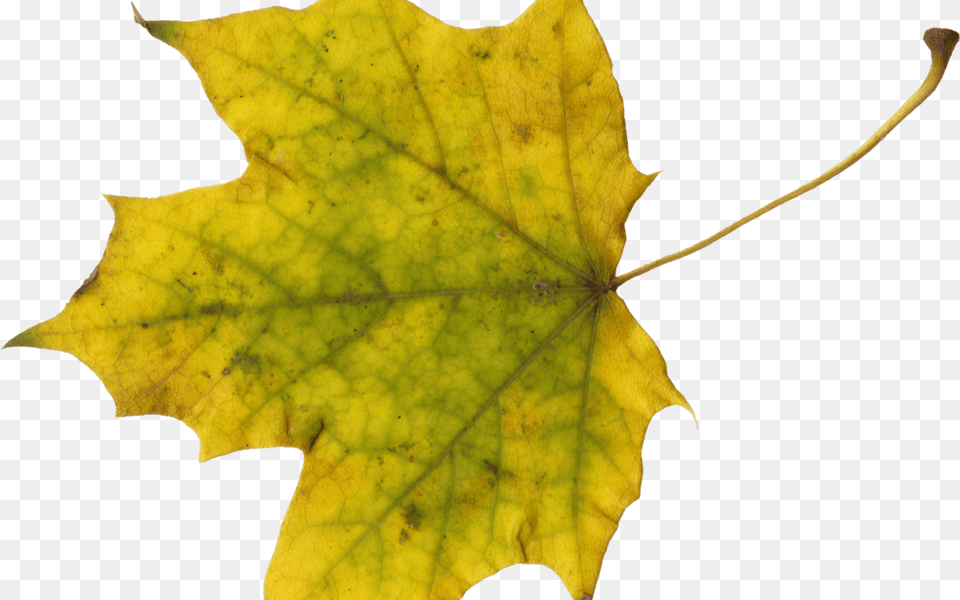 Maple Leaves Onlygfxcom Maple Leaf, Plant, Tree, Maple Leaf Free Transparent Png