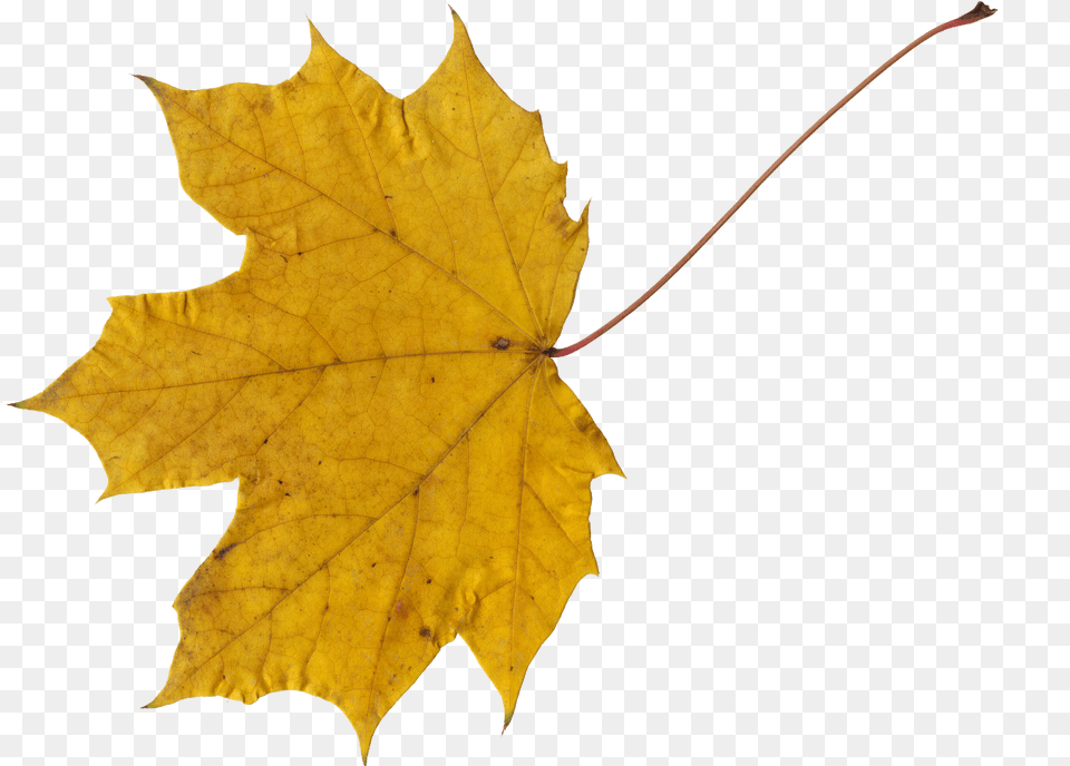 Maple Leaves Transparent Onlygfxcom Transparent Yellow Maple Leaf, Plant, Tree, Maple Leaf Png Image