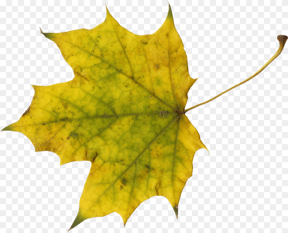 Maple Leaves Transparent Sugar Maple Leaf Clip Art, Plant, Tree, Maple Leaf Free Png