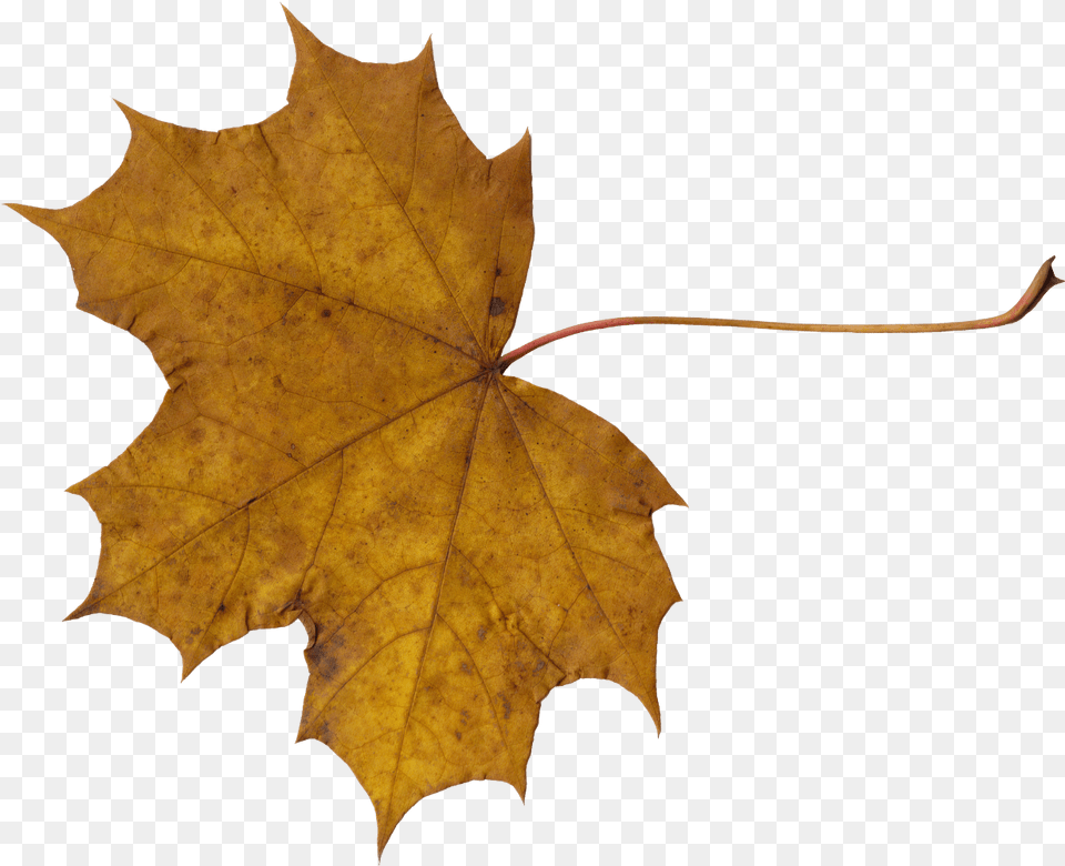 Maple Leaves Transparent Transparent Dry Leaf, Plant, Tree, Maple Leaf Png Image