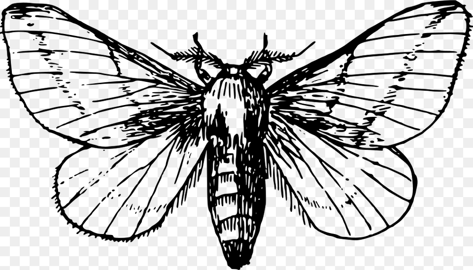 Maple Moth Moth Clipart Black And White, Gray Png Image