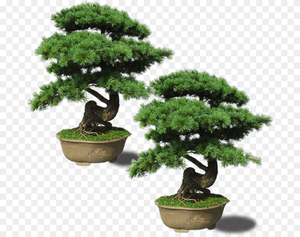 Maple Pinus Thunbergii Plant Upright Emerald Bonsai Plant, Potted Plant, Tree, Conifer Png Image