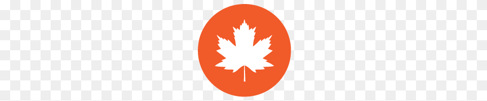 Maple Plus, Leaf, Plant, Maple Leaf, Logo Free Png