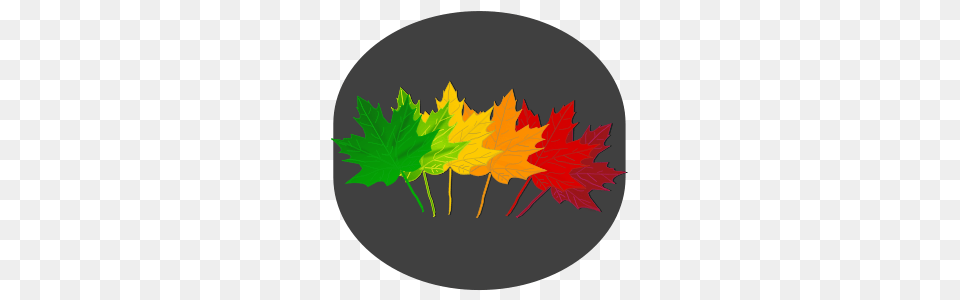 Maple Shades Clip Arts For Web, Leaf, Maple Leaf, Plant, Tree Png