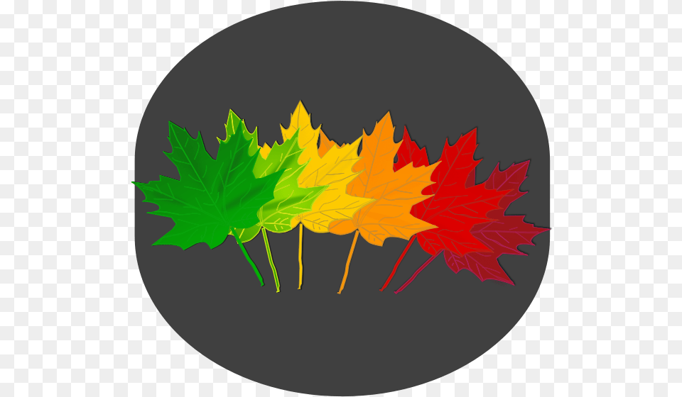 Maple Shades Clipart, Leaf, Maple Leaf, Plant, Tree Png