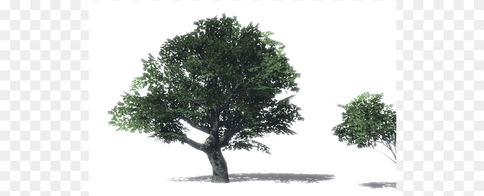 Maple Tree, Oak, Plant, Sycamore, Tree Trunk Png Image