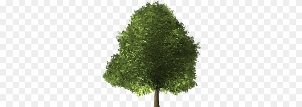 Maple Tree Conifer, Sycamore, Plant, Oak Png Image