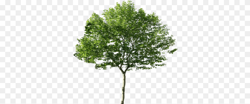 Maple Tree 24 News Channel Pakistan, Oak, Plant, Sycamore, Tree Trunk Free Png Download