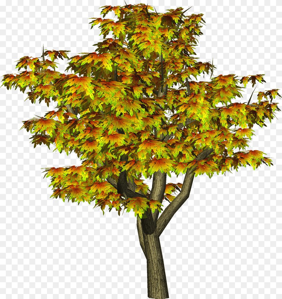 Maple Tree Clipart Freeuse Files All Photo Editing, Leaf, Plant Free Transparent Png