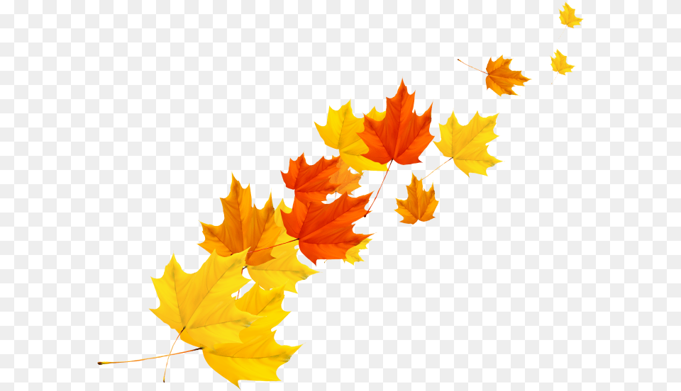 Maple Tree Leaf Free Download Searchpng, Plant, Person, Maple Leaf Png Image