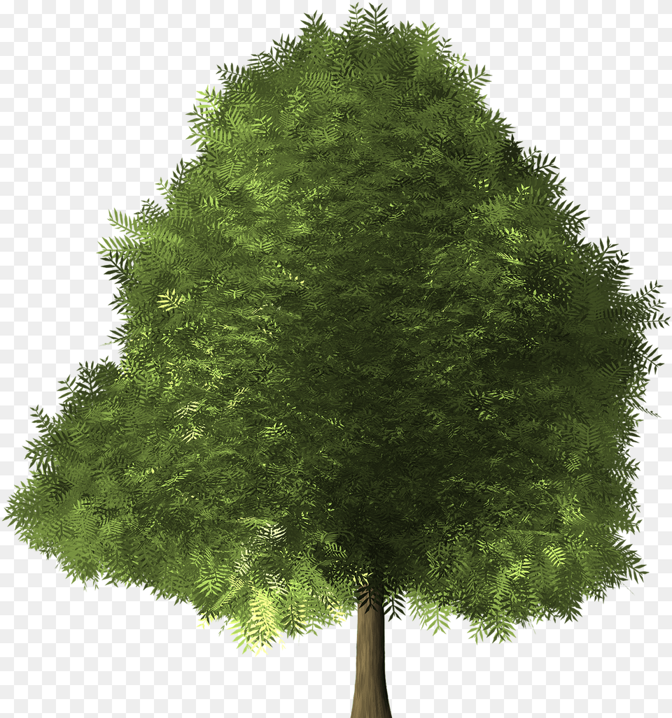Maple Tree Maple Tree Green Image Broad Leaved Trees, Conifer, Plant, Vegetation, Oak Free Transparent Png