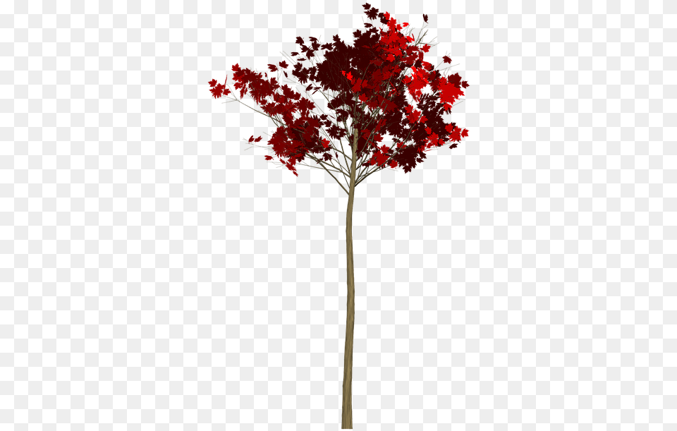 Maple Tree Painted Maple Leaf, Plant Png
