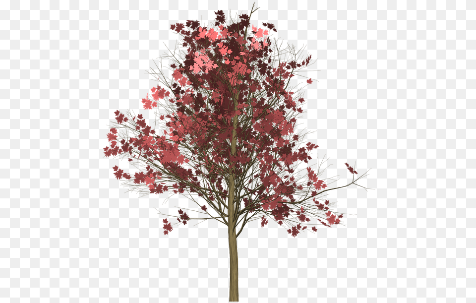 Maple Tree Painted Tree Light Brown Nature Japanese Maple Background, Plant, Flower, Art Free Transparent Png