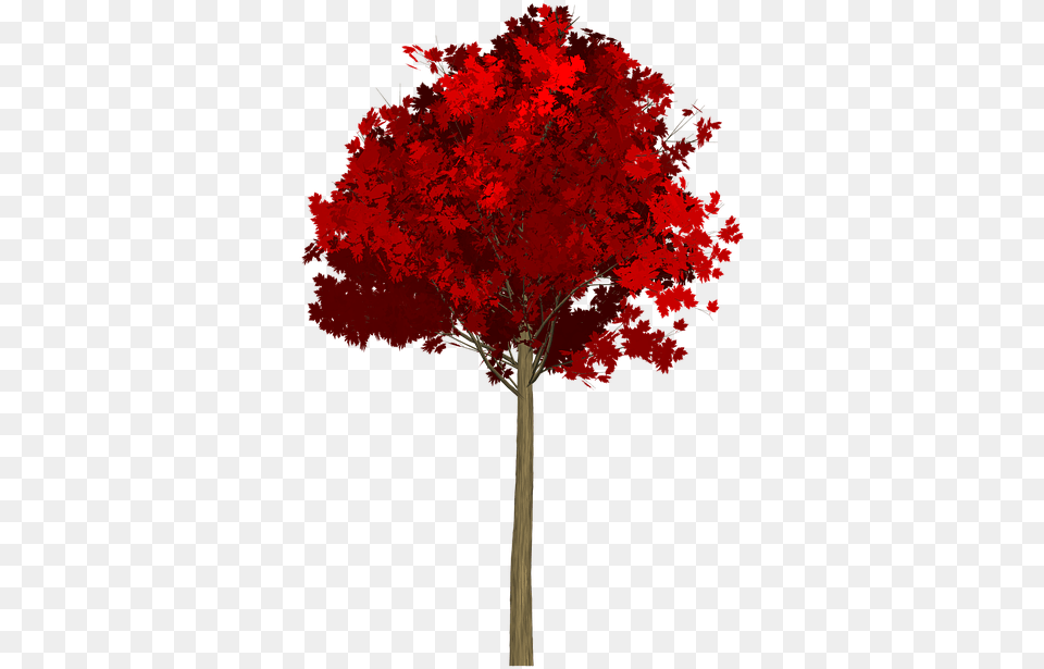 Maple Tree Painted Tree Red Nature Painting Tree Red, Leaf, Plant Png