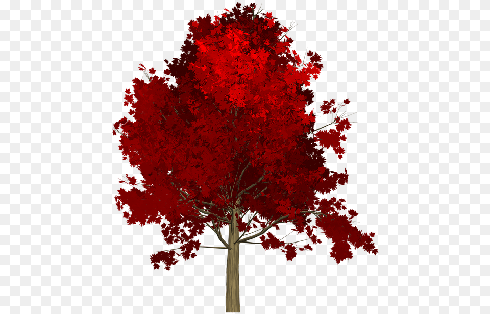 Maple Tree Red Painted Red Tree, Leaf, Plant Png Image