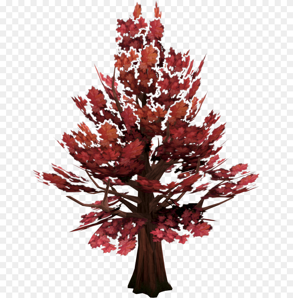 Maple Tree Runescape Wiki Fandom Runescape 3 Maple Tree Locations, Leaf, Plant, Flower, Flower Arrangement Free Png