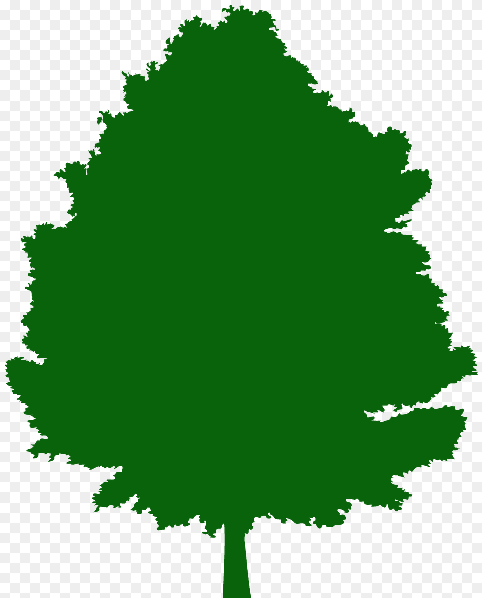 Maple Tree Silhouette, Oak, Plant, Sycamore, Fir Free Transparent Png