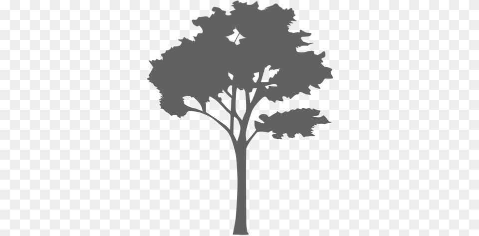 Maple Tree Silhouette 2 Vector Trees, Stencil, Plant, Art, Wedding Png Image
