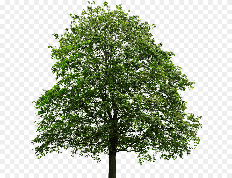 Maple Tree Transparent Background Transparent Background Oak Tree, Plant, Sycamore, Tree Trunk Png