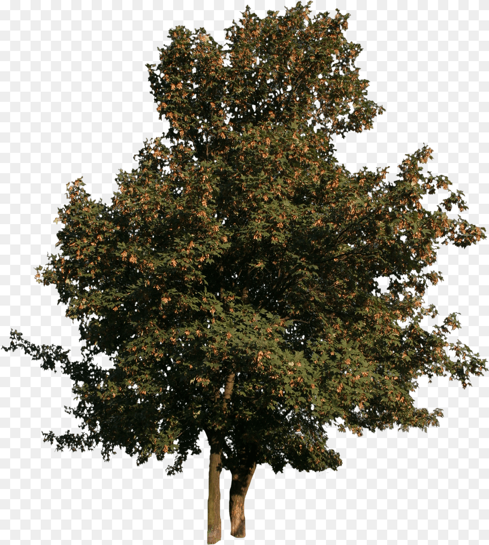 Maple Tree With Fruits Cut Out People Trees And Leaves Maple Tree Cut Out Png