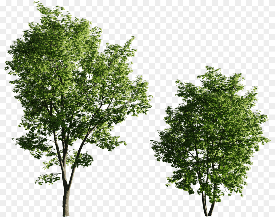 Maple Tree05 95 135m Set Of 2 Acer Trees, Oak, Plant, Sycamore, Tree Free Transparent Png