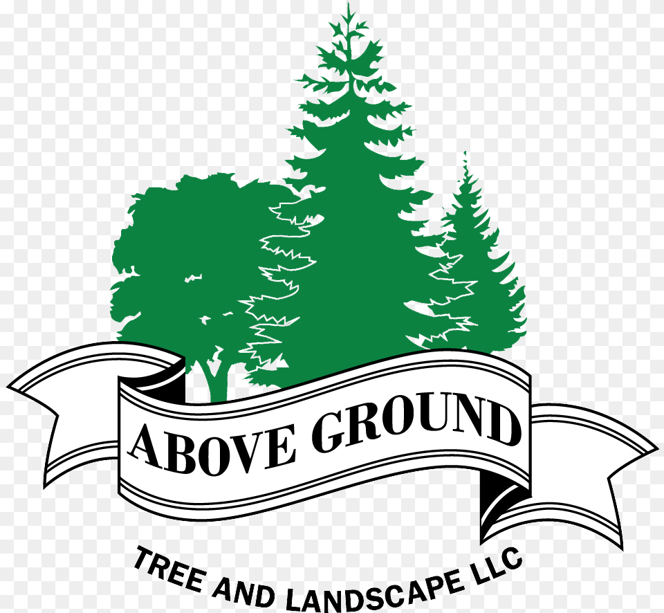 Maplewood Tree Removal Cost Christmas Tree, Fir, Plant, Pine, Vegetation Free Transparent Png