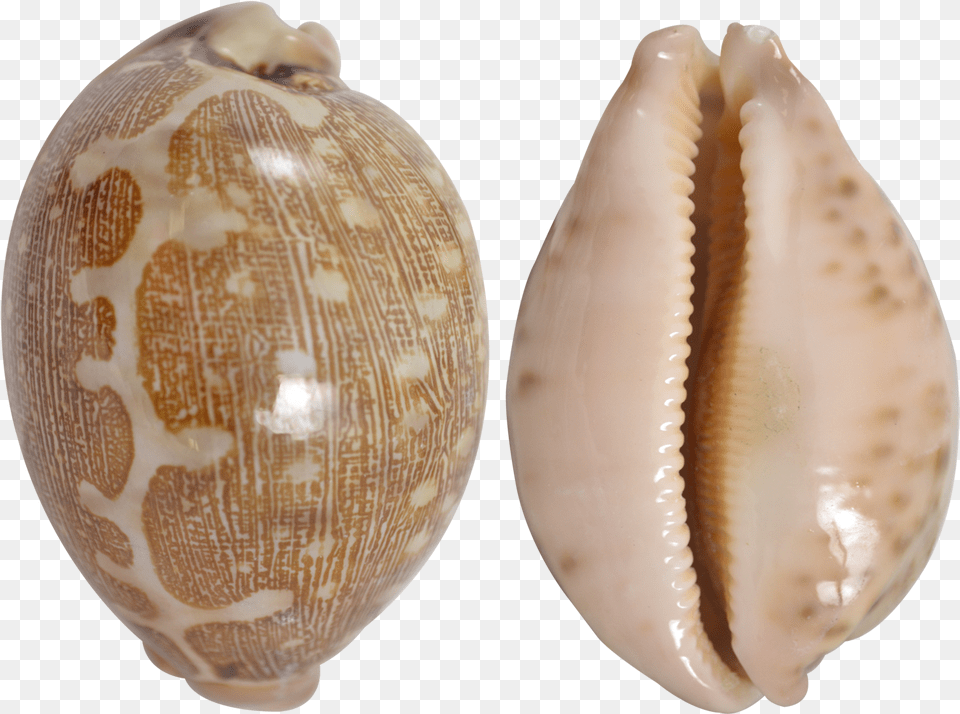 Mappa Cowrie Shell, Animal, Invertebrate, Sea Life, Seashell Png