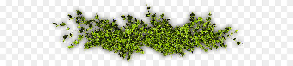Mar 2009 Vine, Moss, Pattern, Plant, Accessories Free Png Download