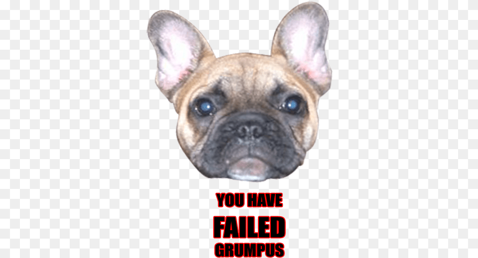 Mar French Bulldog, Animal, Canine, Dog, French Bulldog Free Png Download