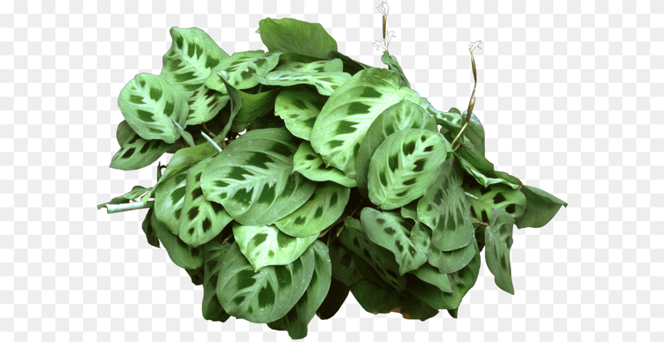 Maranta Leuconeura, Leaf, Plant, Flower, Food Free Transparent Png