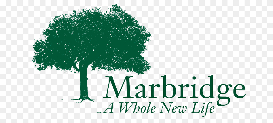 Marbridge Foundation, Plant, Tree, Oak, Vegetation Png Image